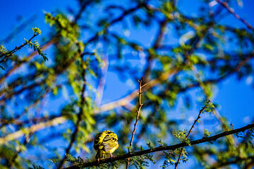 willow branches in spring