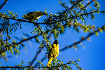 bird on a branch