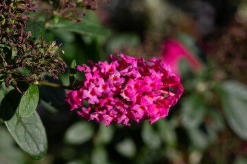 Beautiful purple flowers Buddleja davidii, close-up. summer lilac, butterfly-bush.
