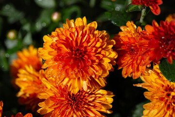 Chrysanthemum multiflora Conaco Orange on a green background close up