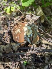 Eaten Boletus reticulatus mushroom in a spring forest bush