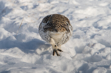 Sharp tailed grouse in the winter