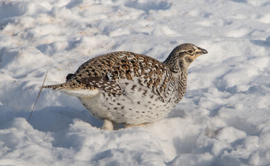 Sharp tailed grouse in the winter