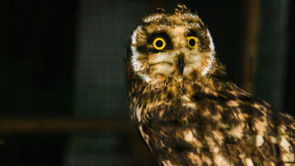 Portrait of a Short-eared owl sitting in an aviary.