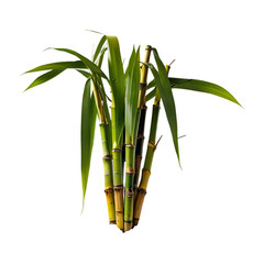 Obraz premium Sugar cane sticks isolated on a transparent background