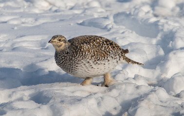 Sharp tailed grouse in the winter