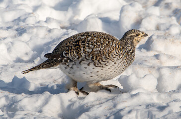 Sharp tailed grouse in the winter