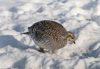 Sharp tailed grouse in the winter