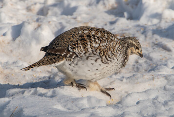 Sharp tailed grouse in the winter