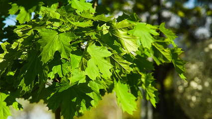 Fresh green spring leaves on a tree in a city park