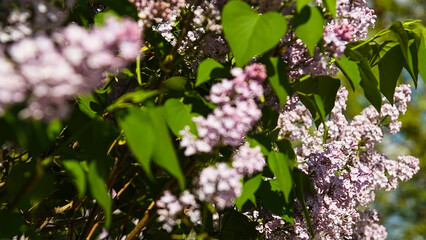 Flower buds bloom on a tree on a sunny spring day.