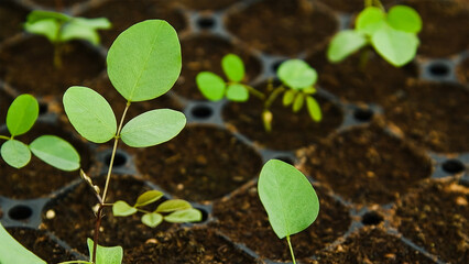 Seedlings of trees, shrubs and flowers grown in a greenhouse nursery