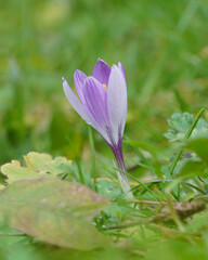 purple crocus flower