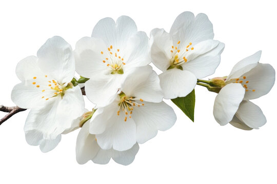 A branch of white flowers cherry