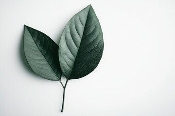 Elegant green leaves gracefully arranged on a soft white background, highlighting their intricate textures and natural beauty