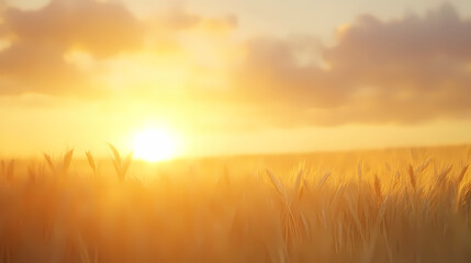 Golden Sunrise over Wheat Field: A breathtaking scene capturing the radiant warmth of a golden sunrise over a field of wheat, creating a mesmerizing display of light and color.