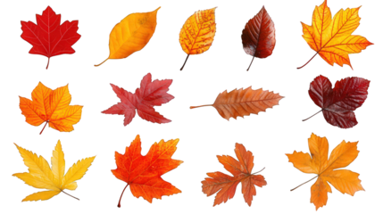Autumn leaves collection in red, orange, and yellow, crisp details, isolated on a white background. --ar 16:9