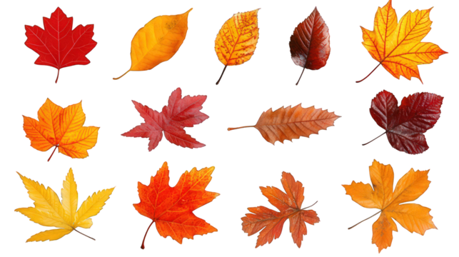 Autumn leaves collection in red, orange, and yellow, crisp details, isolated on a white background. --ar 16:9 - Powered by Adobe