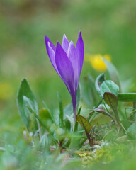 purple crocus flowers