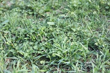 green grass background