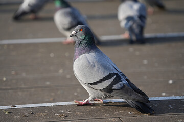 City pigeon has a disease in the form of growth on the top of the beak.