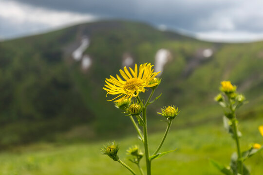 Austrian leopard's-bane (Doronicum austriacum) plant of the Asteraceae family in summer Carpathian mountains, Ukraine