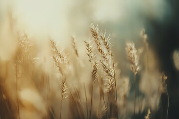 Golden Whispers: Capturing the delicate beauty of golden wheat, illuminated by the soft glow of sunlight, evoking a sense of tranquility and rustic charm.
