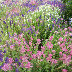 clusters of salvia viridis three colour mix, purple, pink and white, also known as sage, a cottage garden favourite plant