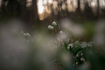 First spring flowers Spring snowflake (Leucojum vernum) in a forest biotope in magical evening light. Spring snowflake - first spring flowers ephemeroids