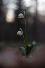 First spring flowers Spring snowflake (Leucojum vernum) in a forest biotope in magical evening light. Spring snowflake - first spring flowers ephemeroids