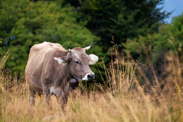 Cow at pasture, Mottarone Mount, Italy..