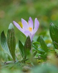 spring crocus flower with leaves in the garden