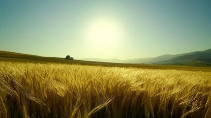 Obraz premium Golden Wheat Field Under Bright Sky with Distant Hills Landscape