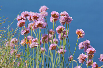 cluster of pink sea thrift and green stems on a clear blue backdrop in landscape format