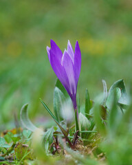 spring crocus flowers