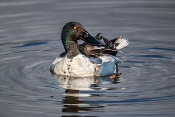 Shoveler preening itself on a loch in Scotland