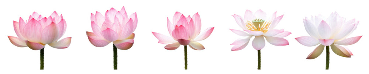Fototapeta premium A set of lotus on a transparent background 