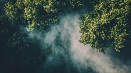 Fog Flowing Through Forest Canopy Creates Mystical and Ethereal Atmosphere