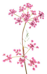 Pink Carum carvi plant with  flowers