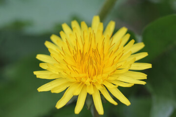close up of a yellow dandelion flower with a blurred green background, landscape format