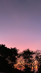 Dreamy Evening Sky with Crescent Moon and Trees

