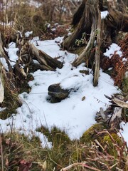 stream in the forest