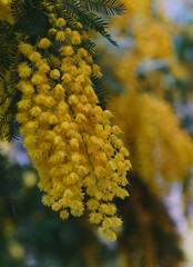 yellow flowers  on a branch