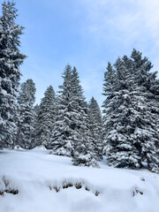 winter landscape with lush snow-covered trees. snowy winter forest. winter background. pine forest. aesthetic. winter atmosphere