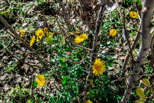 Un grupo de dientes de le&oacute;n amarillos florecen entre la hierba verde y seca de un prado.