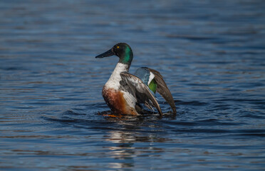 Shoveler displaying on a loch in Scotland