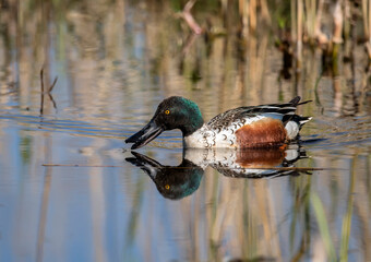 Shoveler drinking water on a loch in Scotland