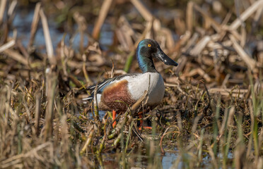 Shoveler duck in the reed beds of a loch