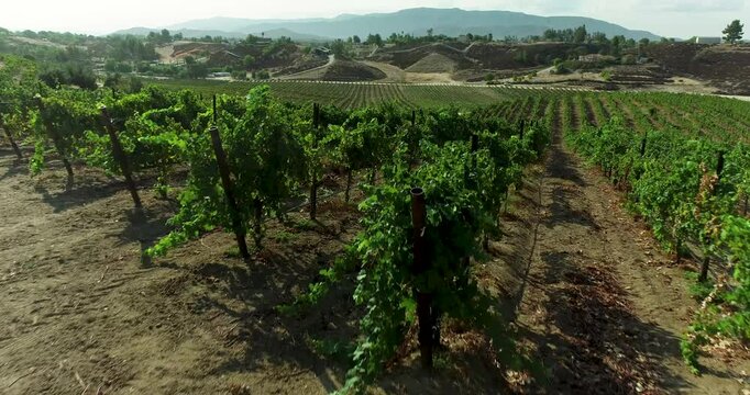 Aerial Drone Flight Over Vineyard in Temecula Wine Country California, United States.