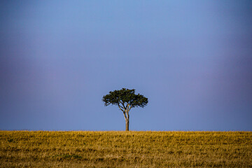 lone tree in the field